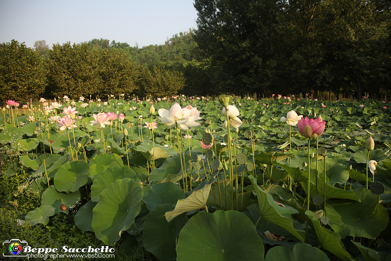 VBS_6501 - Fioritura Loto Laghetto Vezza d'Alba.jpg